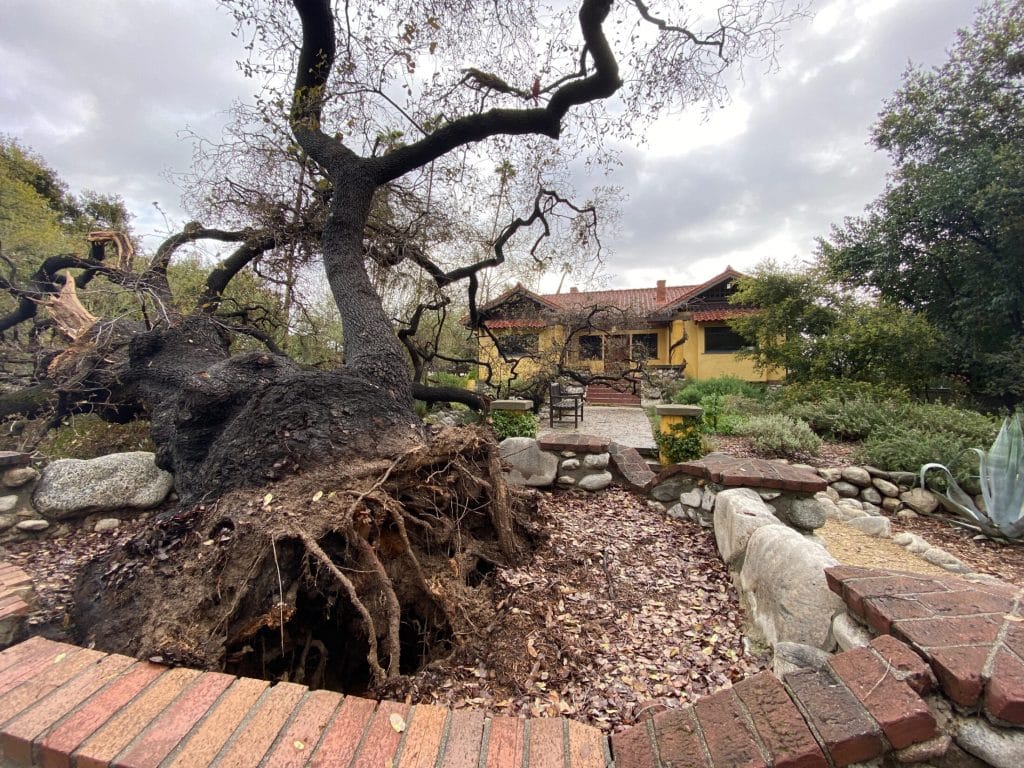 Read more about Iconic Tree Falls in South Pasadena Marengo District